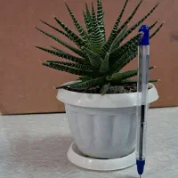 گلهای اپارتمانی