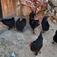 تخم مرغ گلین ومرندی