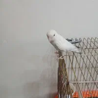 برزیلی|پرنده|تهران, مسعودیه|دیوار