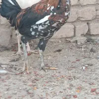 5عدد خروس گلین اصیل|حیوانات مزرعه|گل تپه, |دیوار