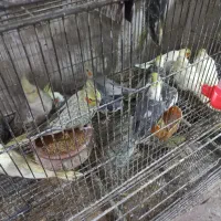 فروش عروس هلندی