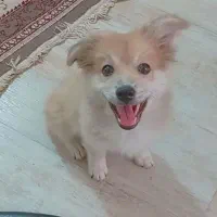 توله پامر میکس روباهی
