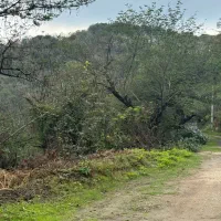 ۵۰۰متر زمین‌جنگلی مسکونی قابلیت تفکیک ویو ابدی|فروش زمین و ملک کلنگی|سیاهکل, |دیوار