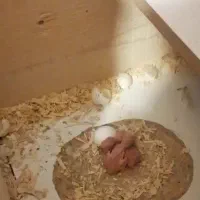 یک جفت ملنگو کارداده|پرنده|کرج, محمد آباد|دیوار