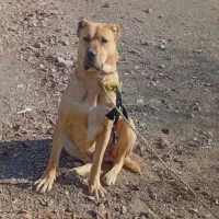 سگ سرابی اصیل