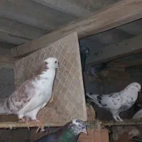 تعدادی کبوتر ب فروش میرسد|پرنده|بندر ترکمن, |دیوار