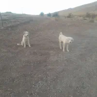 توله سگ ماده سرابی