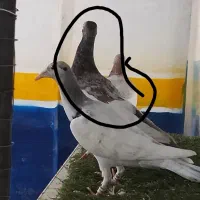 یهودی سرور|پرنده|بهبهان, |دیوار