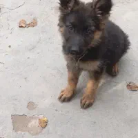 توله ژرمن پا خرگوشی معاوضه