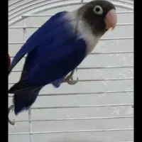 کوتوله اوپال و عروس زیبا|پرنده|رشت, پاره بیجار|دیوار