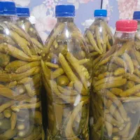 خیارشور