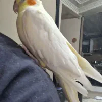 گمشده