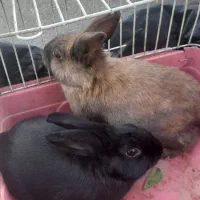 دوعدد خر گوش|موش و خرگوش|نسیم‌شهر, |دیوار