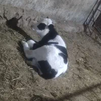 کوسالع سیمنتال نردوعدد