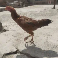 مرغ لاری تخم گذار