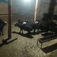 ۱۸ تا همه افشار شیرمست   نر مناسب پروار