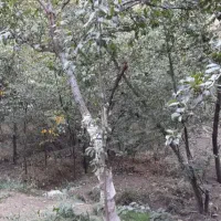 زمین به مساحت ۴۲۰ متر در جاده اصلی جاده چالوس|فروش زمین و ملک کلنگی|آسارا, |دیوار