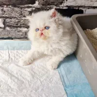 توله پرشین صورت فلت