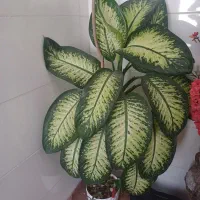 گل آپارتمانی گل خانه گی