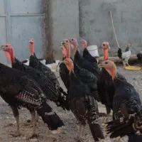 بوقلمون برنز
