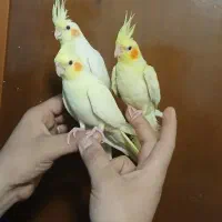 فروش عروس هلندی اهلی