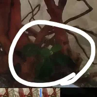 گیاه آکواریومی