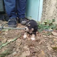 توله بردر کولی|سگ|تهران, سید خندان (جلفا)|دیوار