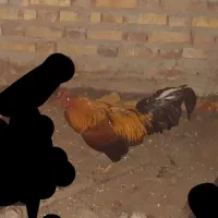 خروس اصل محلی