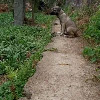 توله سرابی|سگ|رحیمآباد, |دیوار