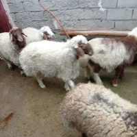 بره ی چاق کیلوی 350