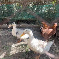 اردک