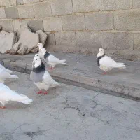 کفتر طوقی|پرنده|اشترینان, |دیوار