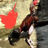 خروس لاری وارداتی پاکستانی