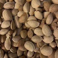 فروش بادام درختی|عمده‌فروشی|شیراز, قصرالدشت|دیوار