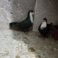 کرواتی وسینه