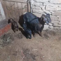 یک عدد بوز خانگی با ۲ بزغاله یکی نر یکی ماده