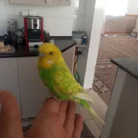 مرغ عشق کاملا رام