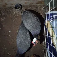 فروش دو عدد مرغ شاخدار