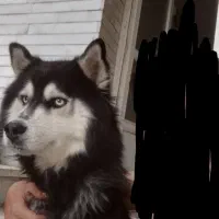 سگ هاسکی لوس و کاملا حرف گوش کن|سگ|رودهن, |دیوار