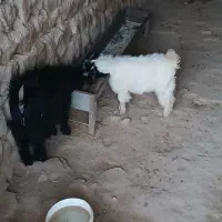 بزغاله فروشی