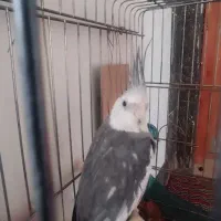 عروس هلندی وایت فیس