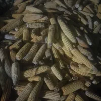 ذرت پوست گرفته شده خشک درجه یک