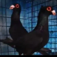 کلاغ دم سفید نر شمک رنگی عطیغه