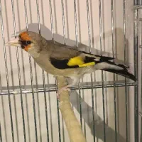 سره دورگ فیروز کوهی