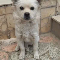 واگذاری سگ پامراشپیتز