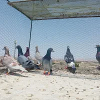 7عدد نر قلدور