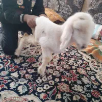 بره نر شیری زات دار ۷ میلیون