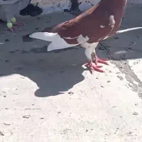 ۲۶تا کفتر تهرانی پلاکی رنگی