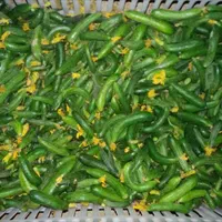 ترشیجات و خیارشور رویال(تازه امسالی)|عمده‌فروشی|تهران, جیحون|دیوار