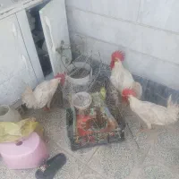 خروس